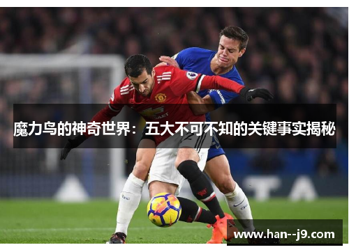 魔力鸟的神奇世界：五大不可不知的关键事实揭秘